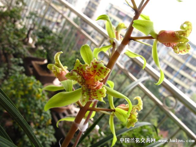 蕙兰赤转绿三星蝶开了,请兰友们欣赏!-蕙兰篇-