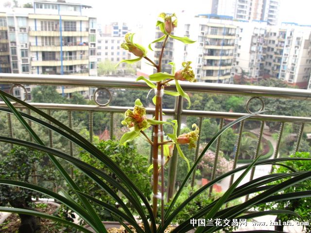 蕙兰赤转绿三星蝶开了,请兰友们欣赏!-蕙兰篇-