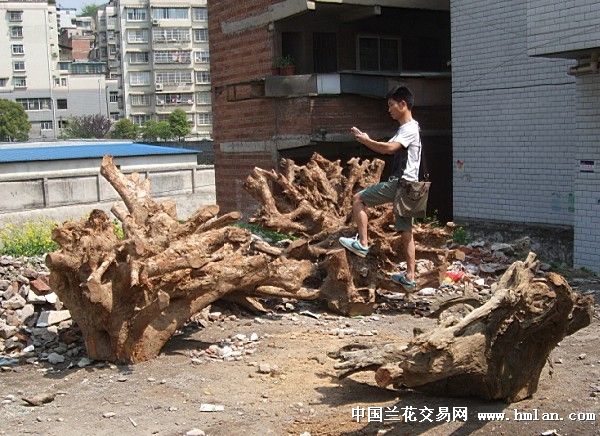 金丝楠木根料-蕙兰篇-中国兰花交易网社区