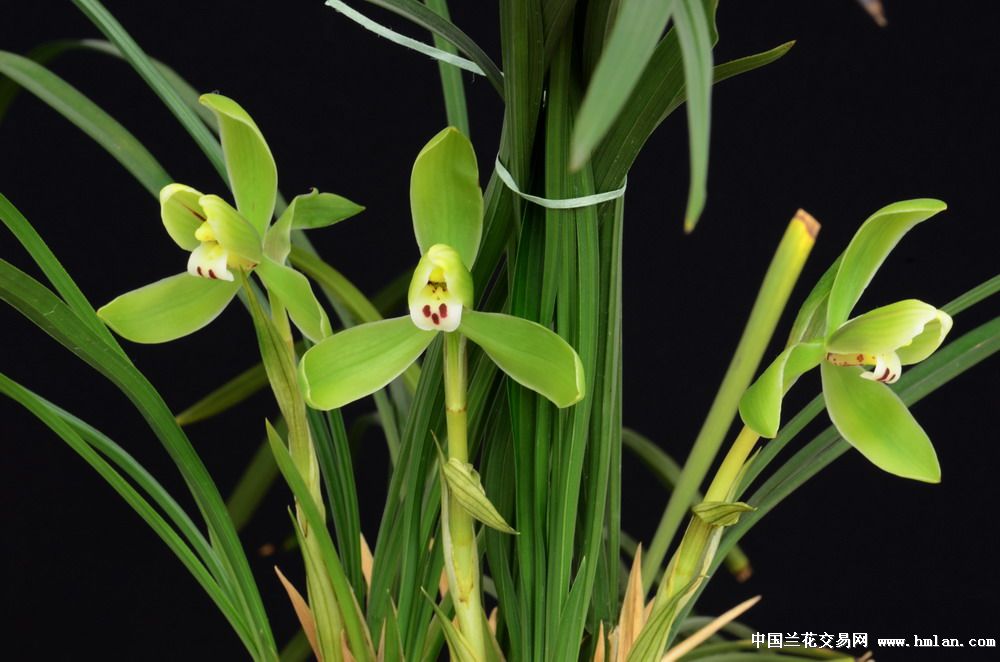 余姚市第十二届兰花展览会(金,银,栽培奖)