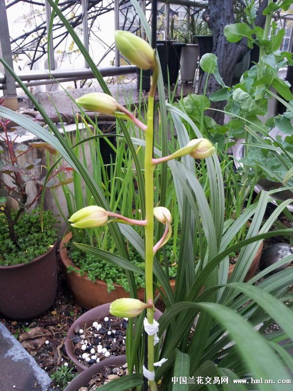 天香梅(俗称:小极品)-蕙兰篇-中国兰花交易网社