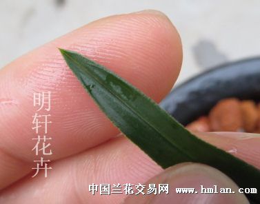 绿云4壮苗带肥芽