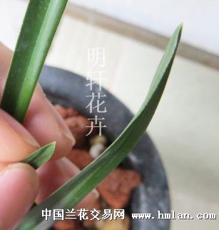 绿云4壮苗带肥芽
