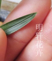 绿云 梭镖头 4壮苗带芽限量 0起拍