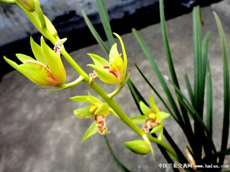 蕙兰黄花蕊蝶