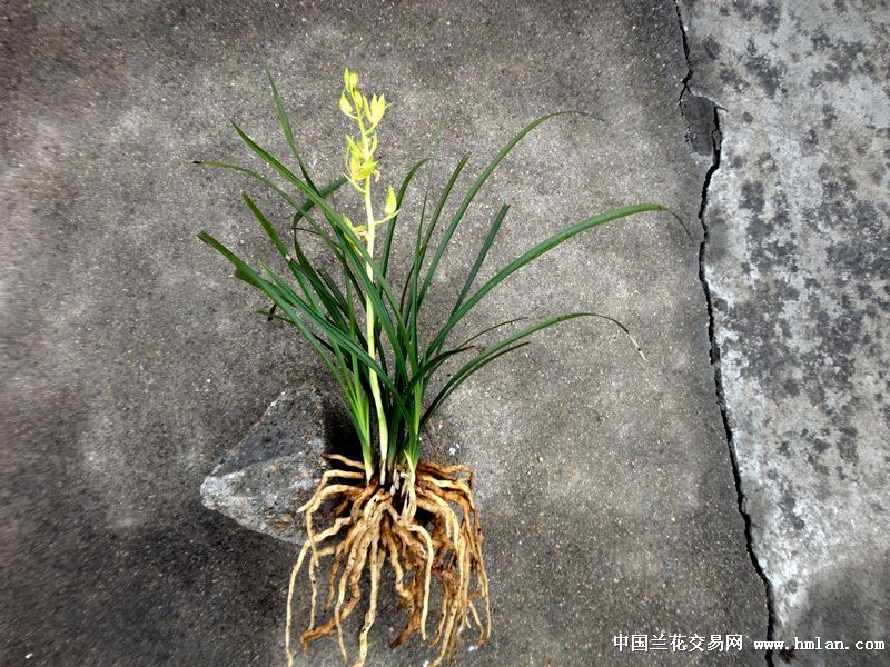 蕙兰黄花蕊蝶