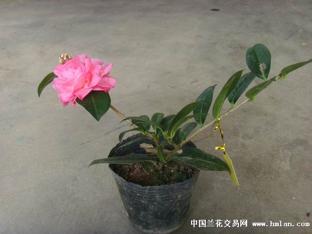 原生种茶花罗莎伯凯特