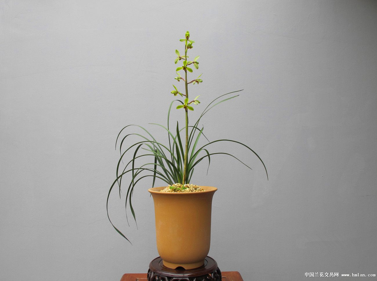 老八种———"关顶"花开-春兰篇-中国兰花交易网社区