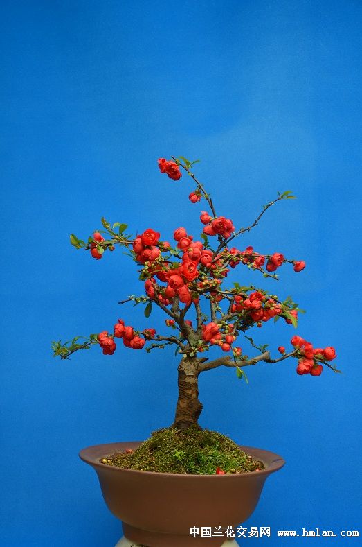 红红火火---海棠花盆景-盆景园艺-中国兰花交易