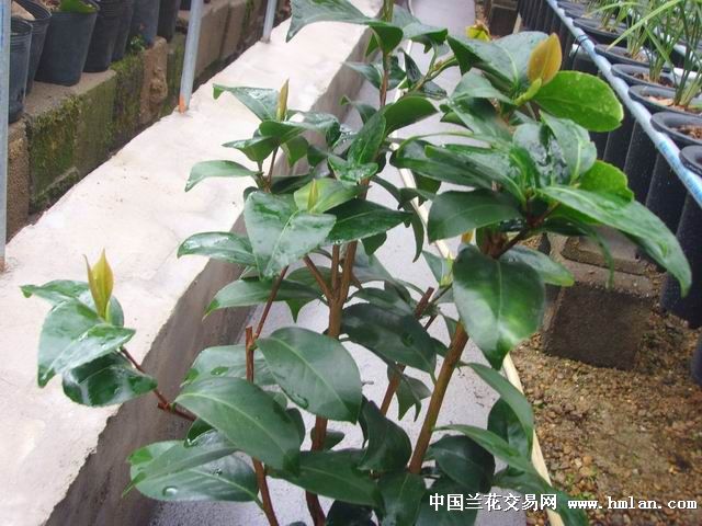 茶花云斑大元帅