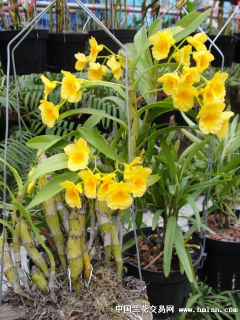 短棒石斛带花植板挂钓