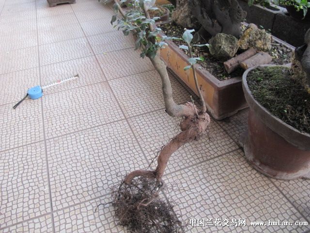 金弹子生桩种植8个月须根长了很多!-盆景园艺