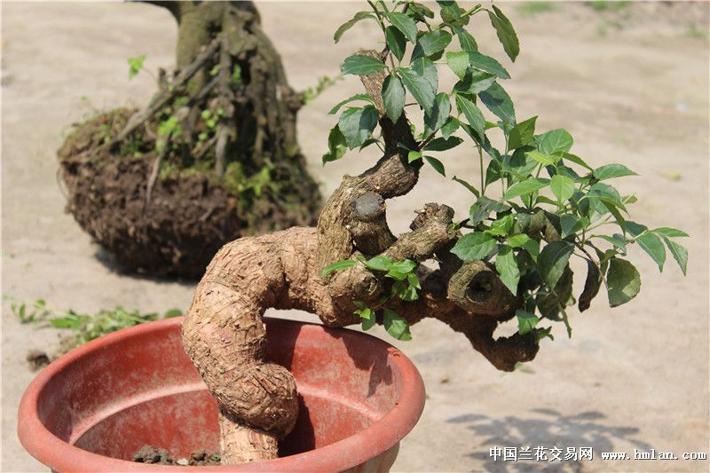 豆腐柴种植前景