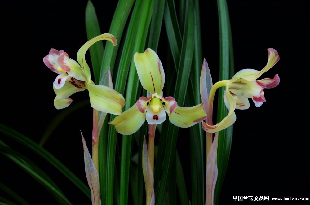 余姚市第十二届兰花展览会(铜奖)