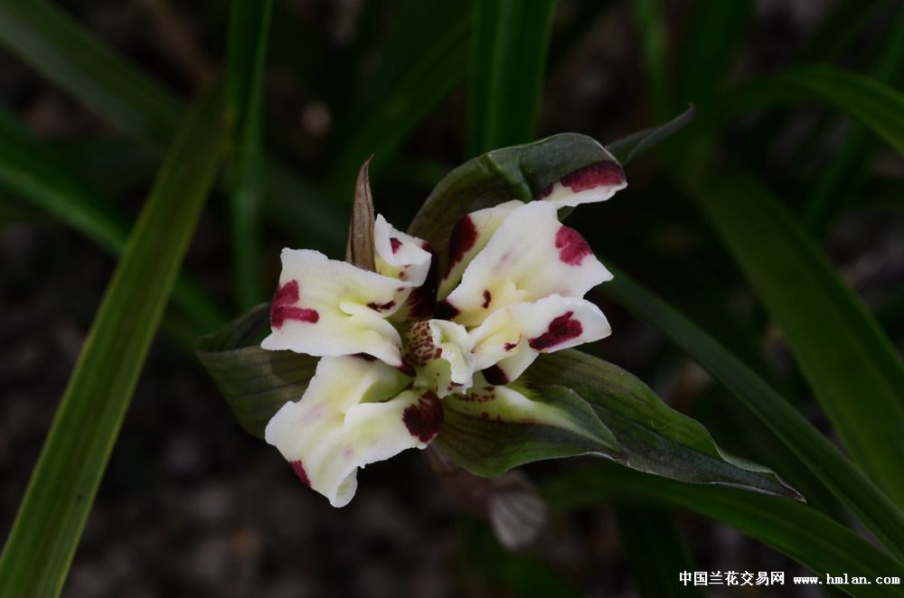余姚市第十二届兰花展览会(铜奖)