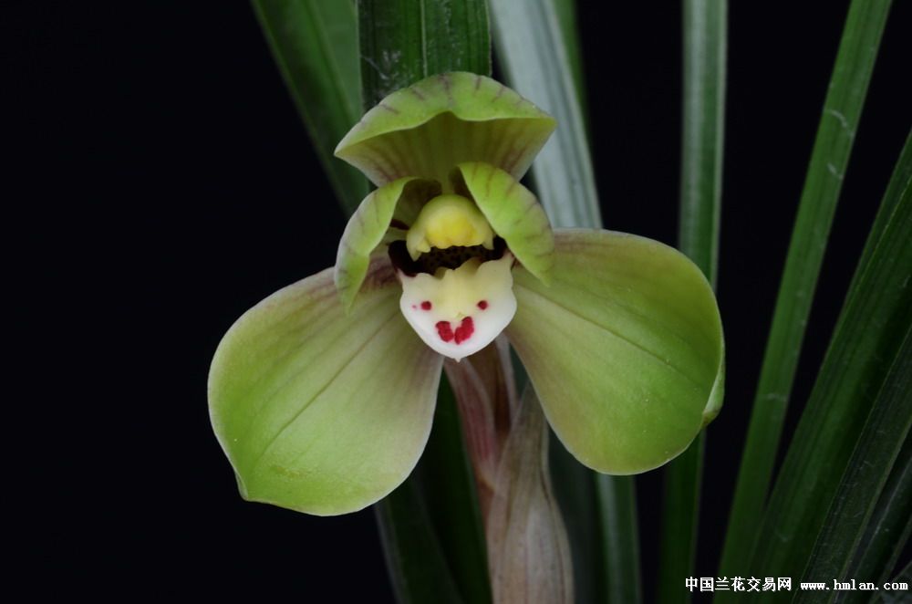 余姚市第十二届兰花展览会(铜奖)