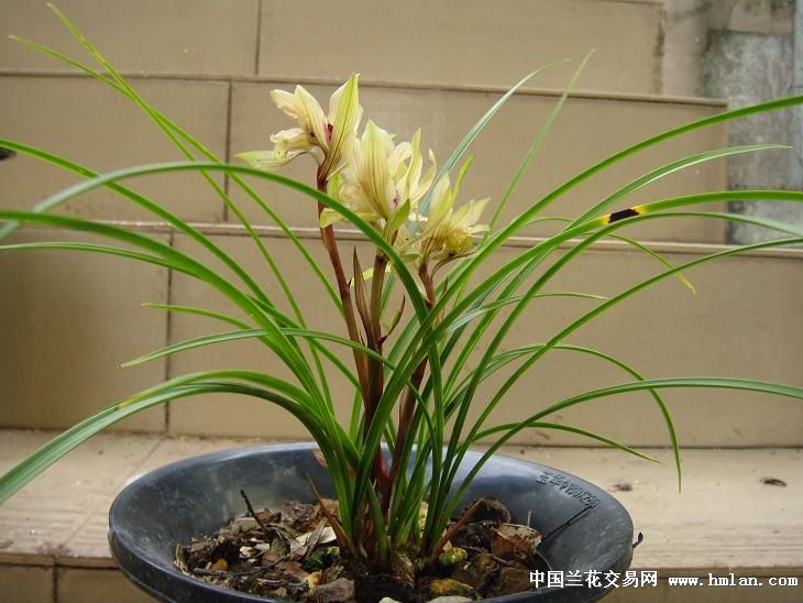 春兰树型牡丹奇花(4花苞快开)