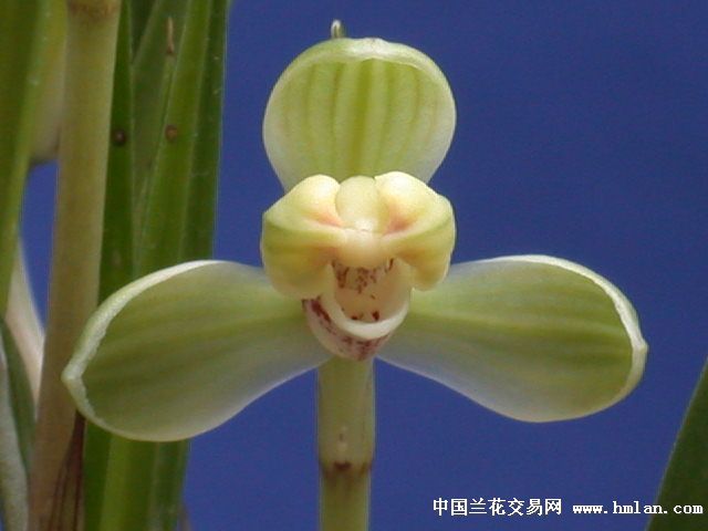 贺神-春兰篇-中国兰花交易网社区