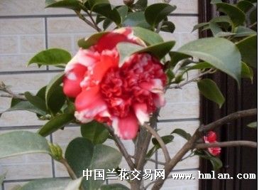 花佛鼎-茶花篇-中国兰花交易网社区