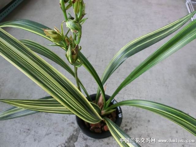 国香牡丹-斑缟艺-心情故事-中国兰花交易网社区