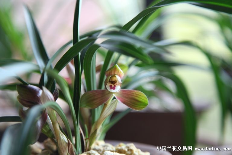 春兰芝红是怎样的请大师指点