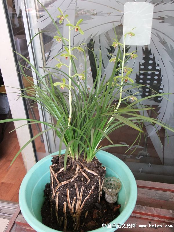 朋友请看那仙绿和行花的根还满意吧!-蕙兰篇-中国兰花