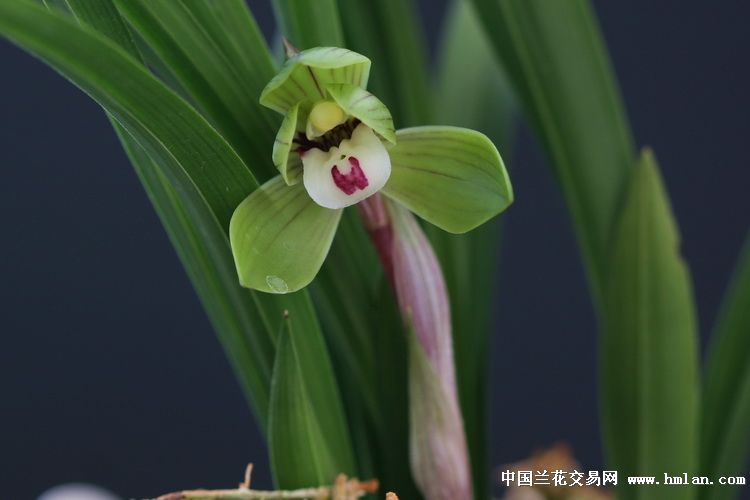 雅俗共赏—文团素 端秀荷-病害诊断-中国兰花交易网社区