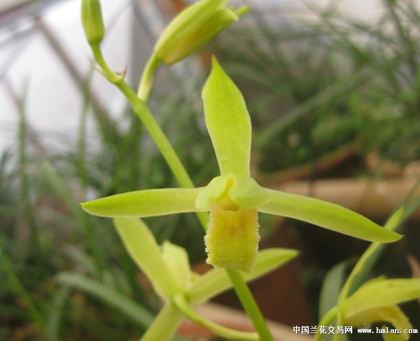 请跟老爸学养兰看:神韵都是浮云 真一字肩黄素