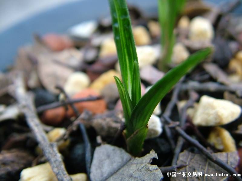 矮种水晶缟带皮