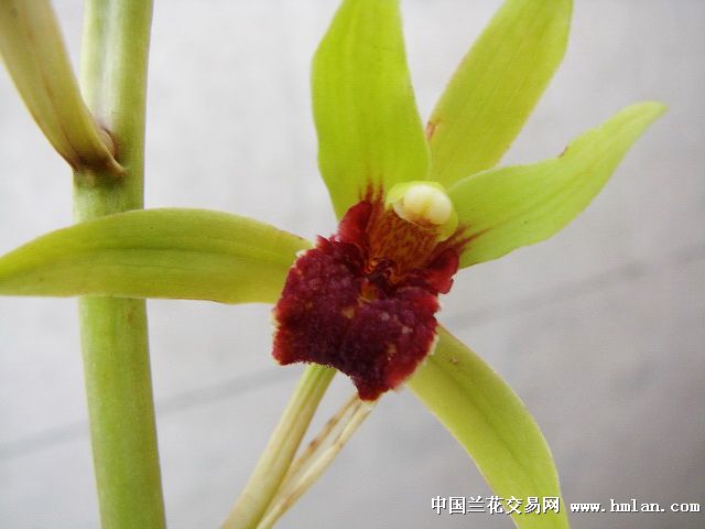 下山蕙兰高档黑舌[苗壮花大气]