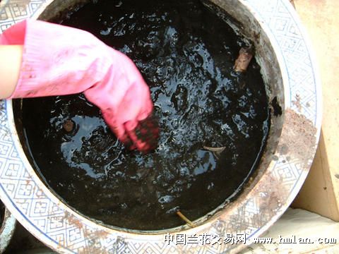 荷花种藕的种植过程 手把手教会你种荷花(转帖