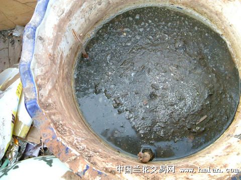 荷花种藕的种植过程 手把手教会你种荷花(转帖