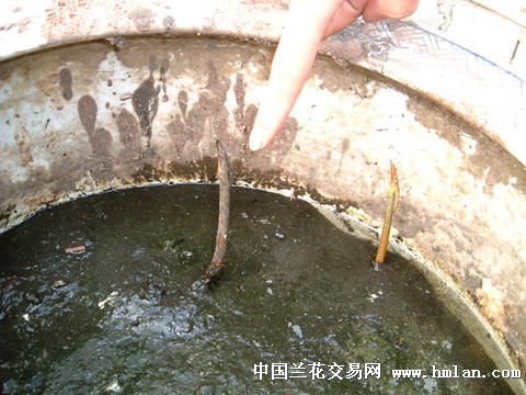 荷花种藕的种植过程 手把手教会你种荷花(转帖