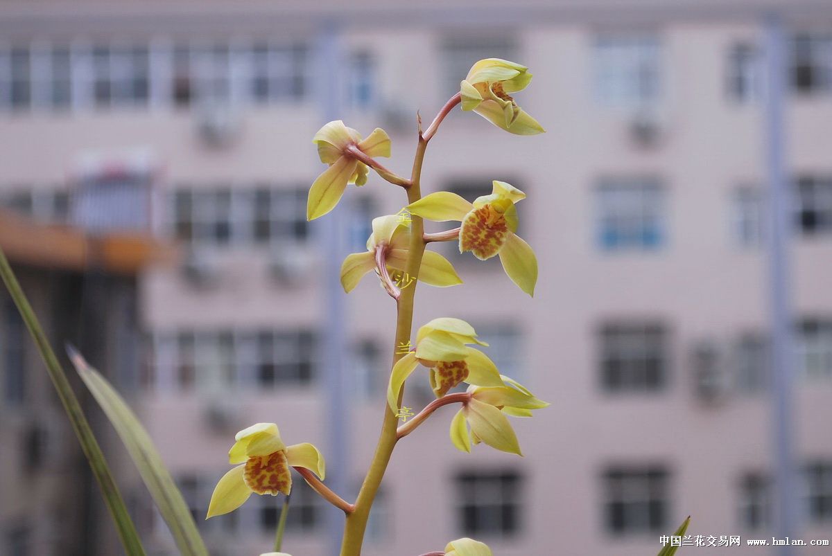 谈荷容易之蕙荷-蕙兰篇-中国兰花交易网社区