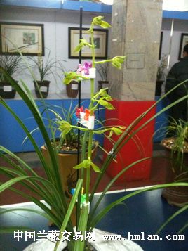 "泉城之春"惠兰展上的花(三-春兰篇-中国兰花交易网社区