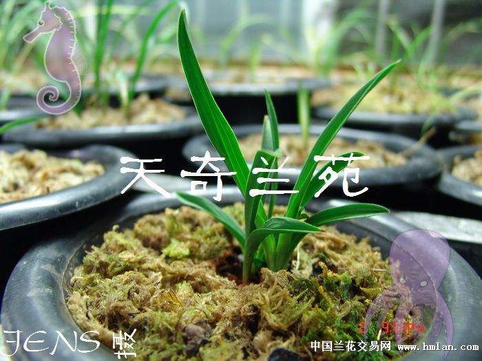 豆瓣矮种健康成长-豆瓣篇-中国兰花交易网社区