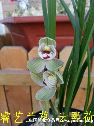 和朋友合伙养的云熙开了-莲瓣篇-中国兰花交易