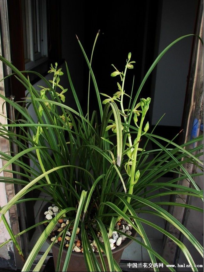 仙绿,莫以贵贱论花品!-蕙兰篇-中国兰花交易网社区