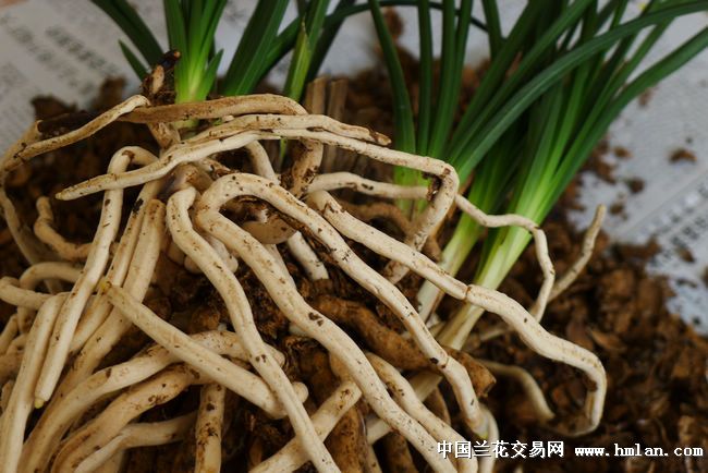 花生壳养的兰花-种养心得-中国兰花交易网社区