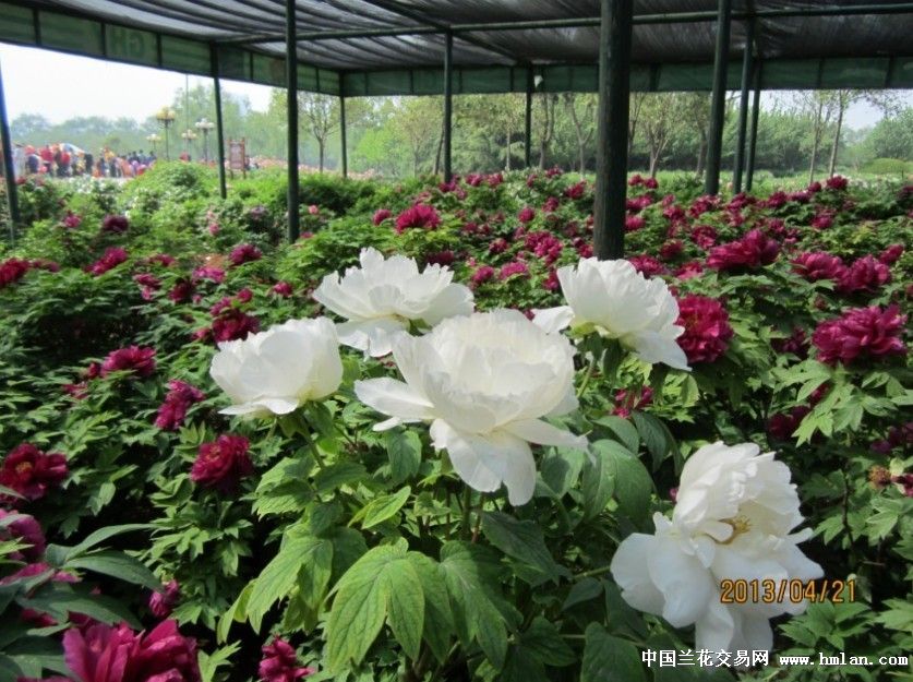 牡丹盛宴(洛阳国花院)-摄影书画-中国兰花交易