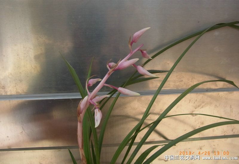 下山蕙兰色花