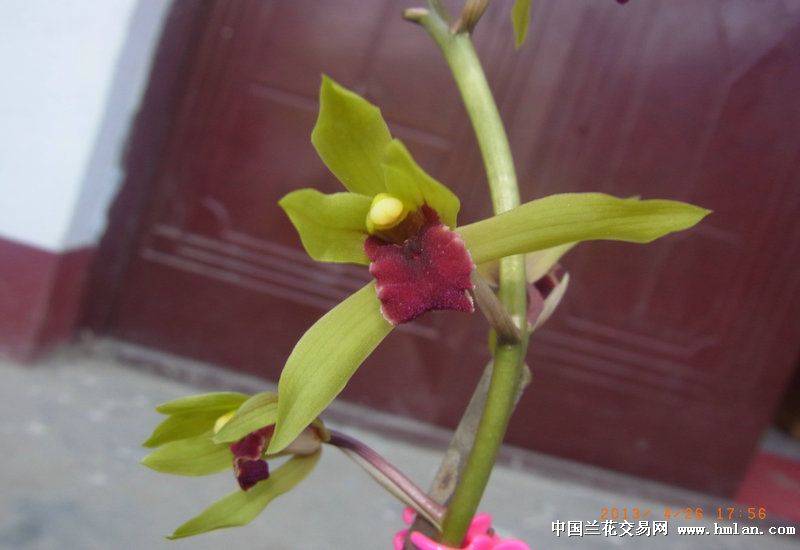精品赤蕙红舌-蕙兰篇-中国兰花交易网社区