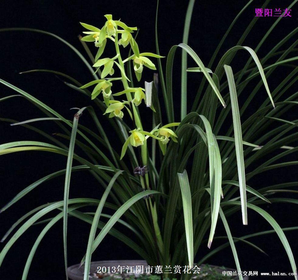 2013年江阴市举办蕙兰赏花会〔二〕-蕙兰篇-中