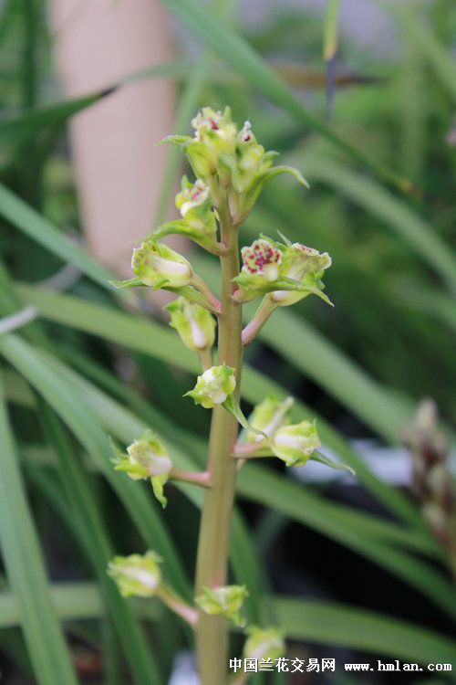 一香兰苑蕙兰小展五彩缤纷大白菜