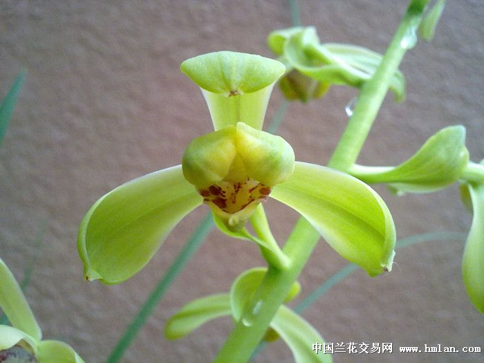 2013开心兰苑-老极品(当年花10000元买了3苗)
