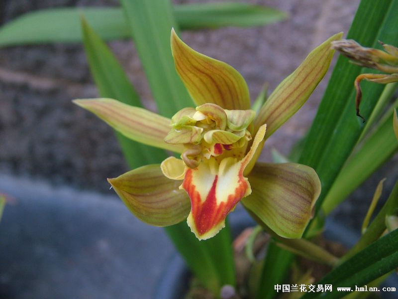 碧玉兰奇花-九头狮子开花了-蕙兰篇-中国兰花交易网