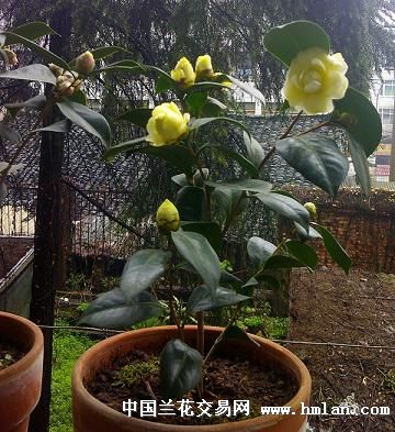 **种茶花黄达带花苞