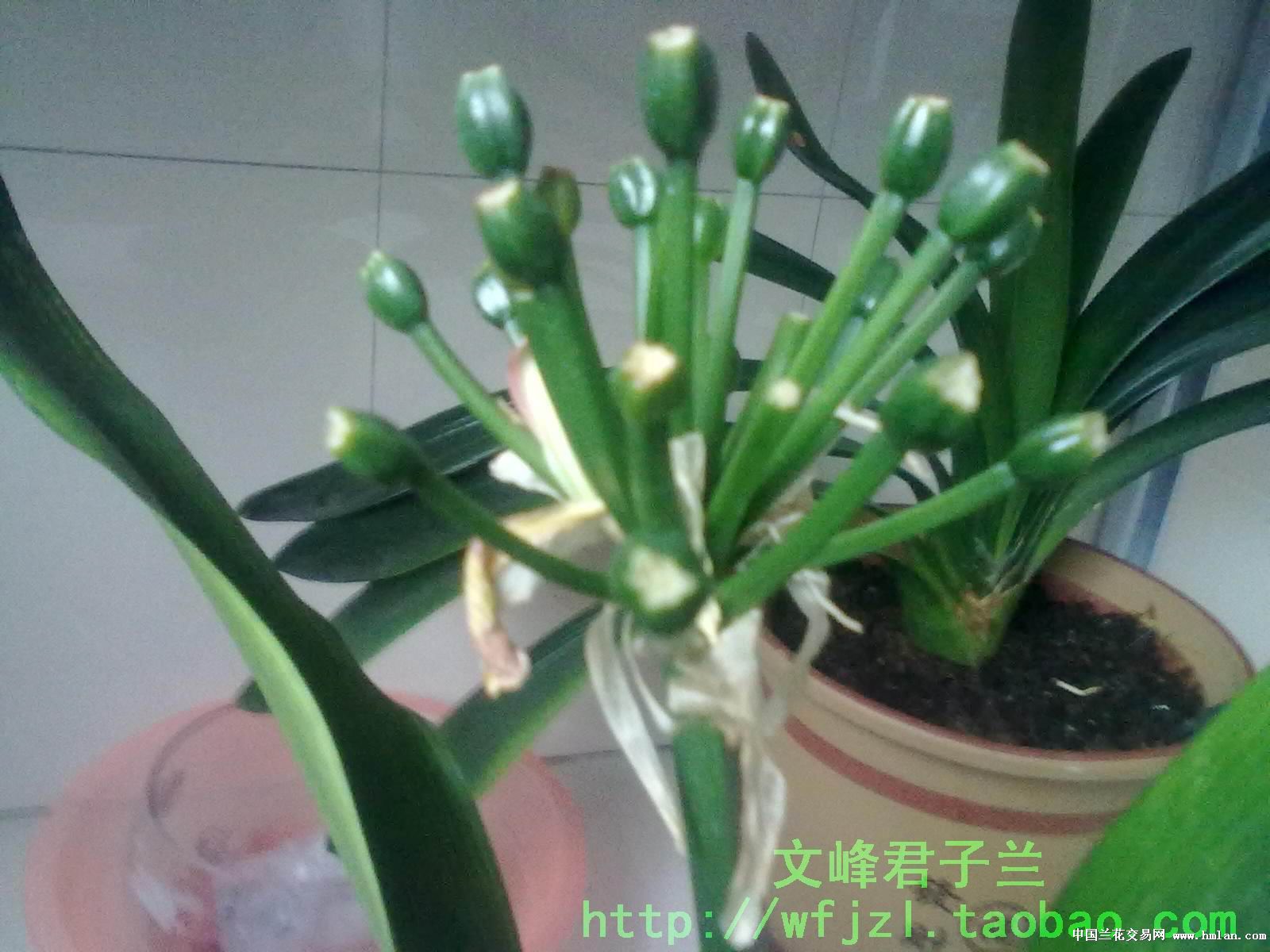 这么大的地方,能种多少君子兰种子-君子兰-中国