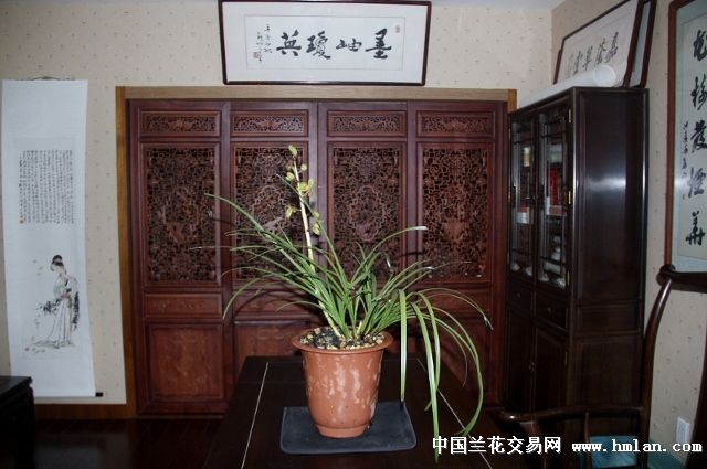 外面雨不仃,花来不及转苓就开!元字!-蕙兰篇-中