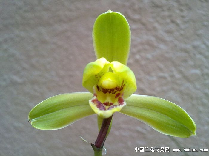 2013开心兰苑端蕙其实也挺漂亮